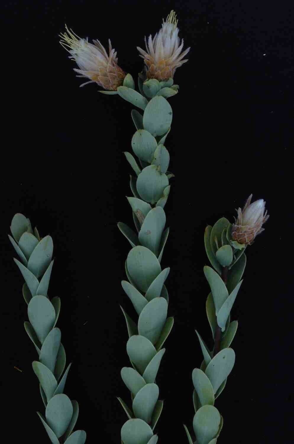 Dasyphyllum reticulatum — related species from the same genus