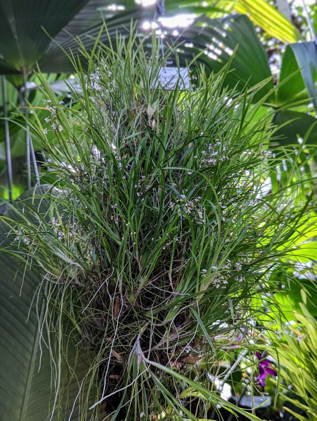 Gomesa radicans habit
