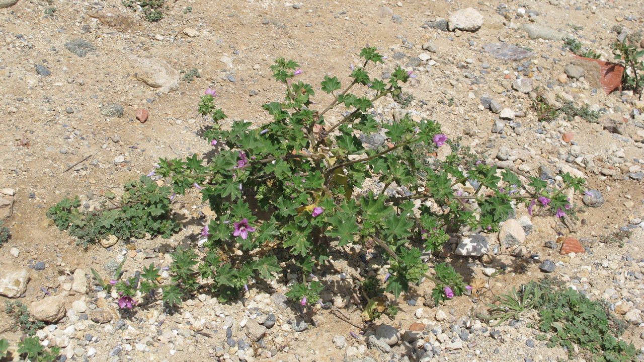 Malva durieui habit