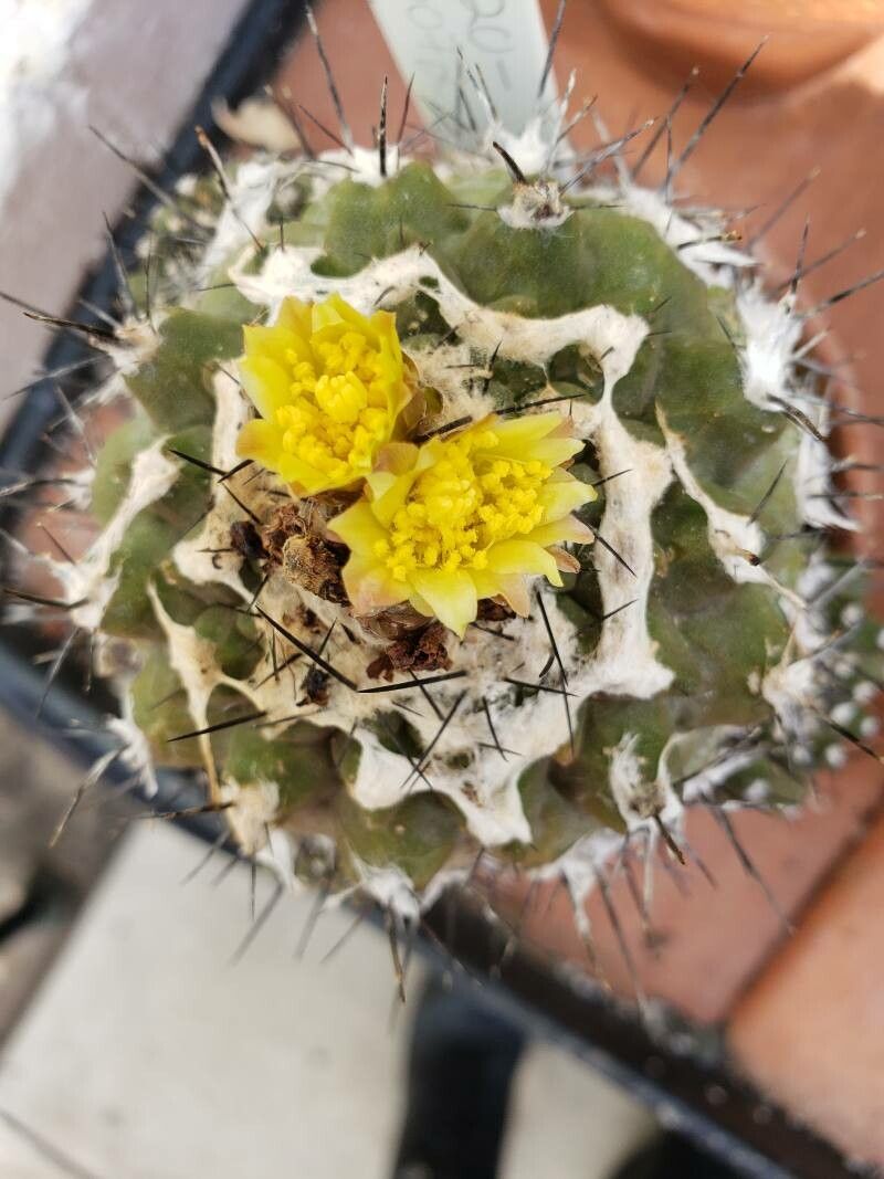 Copiapoa hypogaea flower