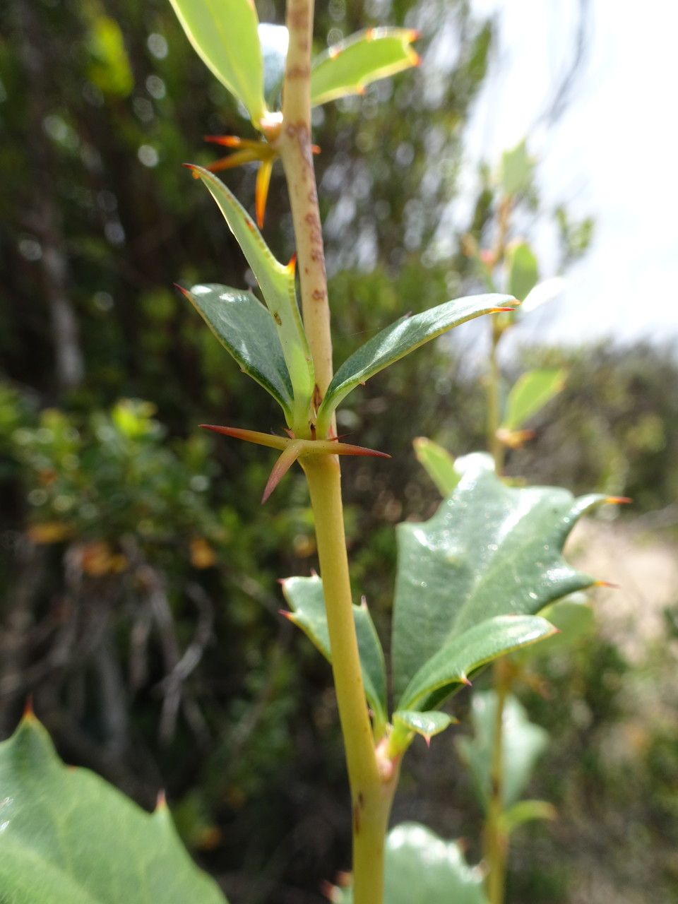 Berberis goudotii bark