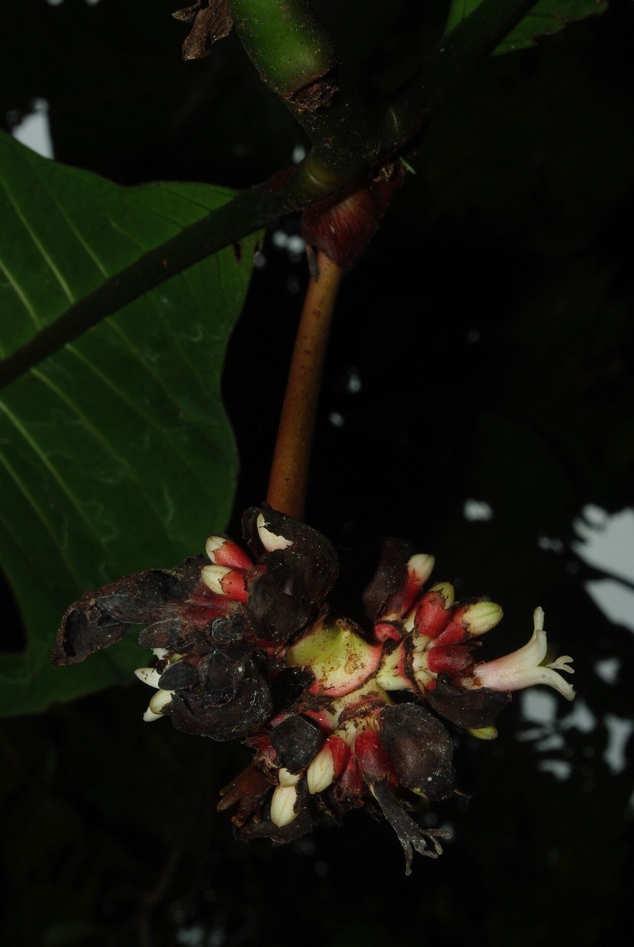 Psychotria arnoldiana flower