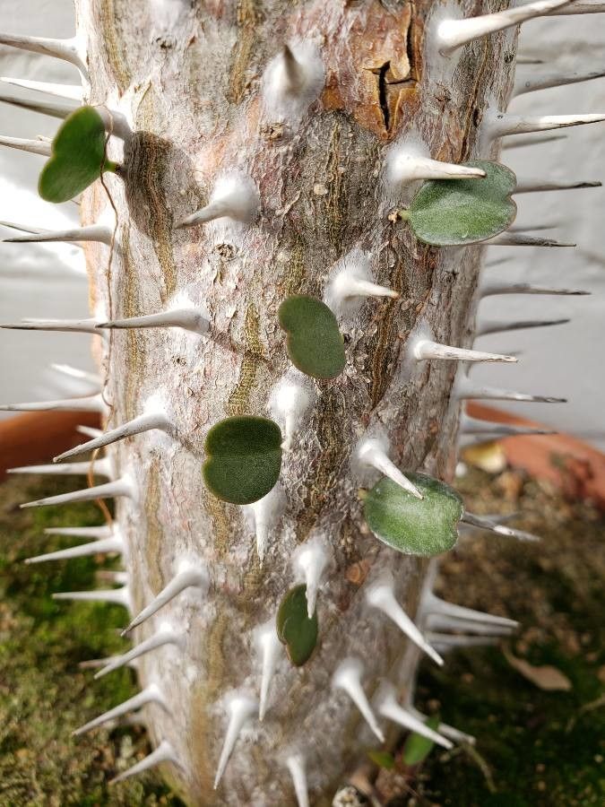 Alluaudia ascendens bark