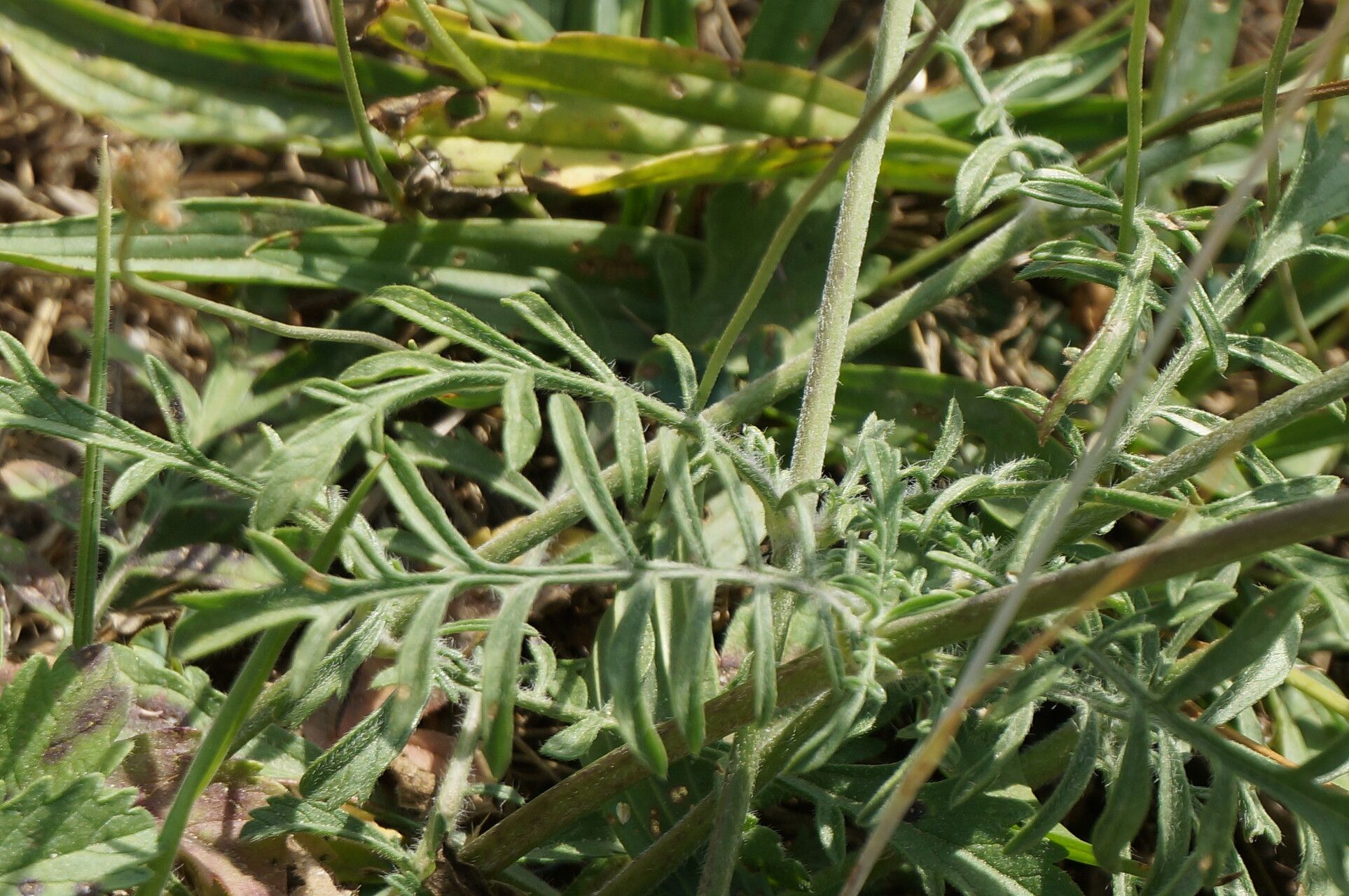 Scabiosa canescens leaf