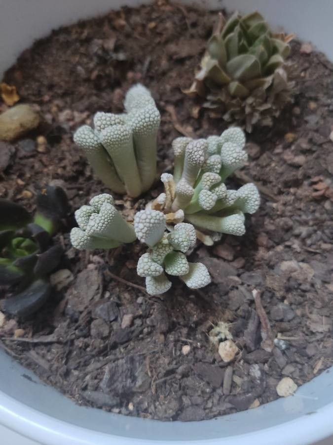 Titanopsis primosii leaf