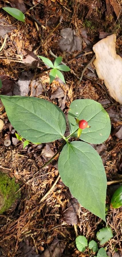 Trillium erectum fruit