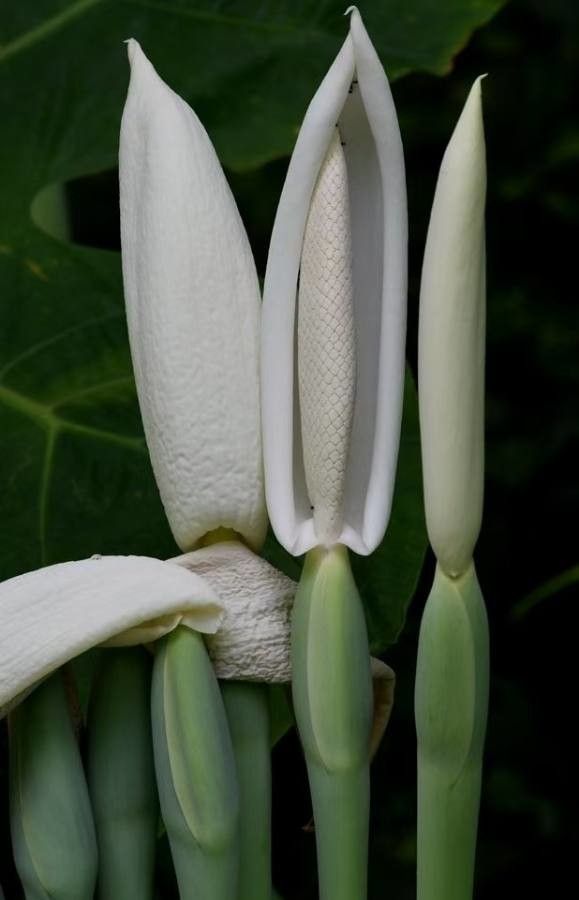 Colocasia gigantea flower