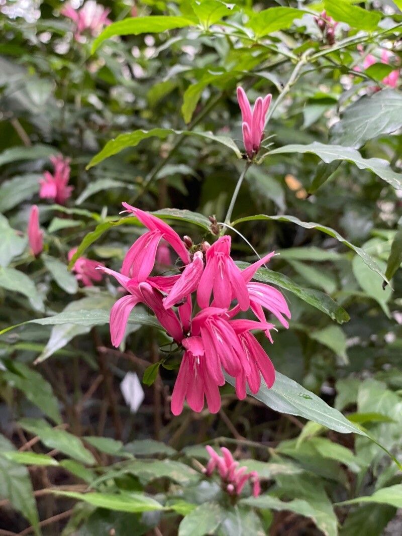 Justicia brasiliana — search result for 'Justicia'