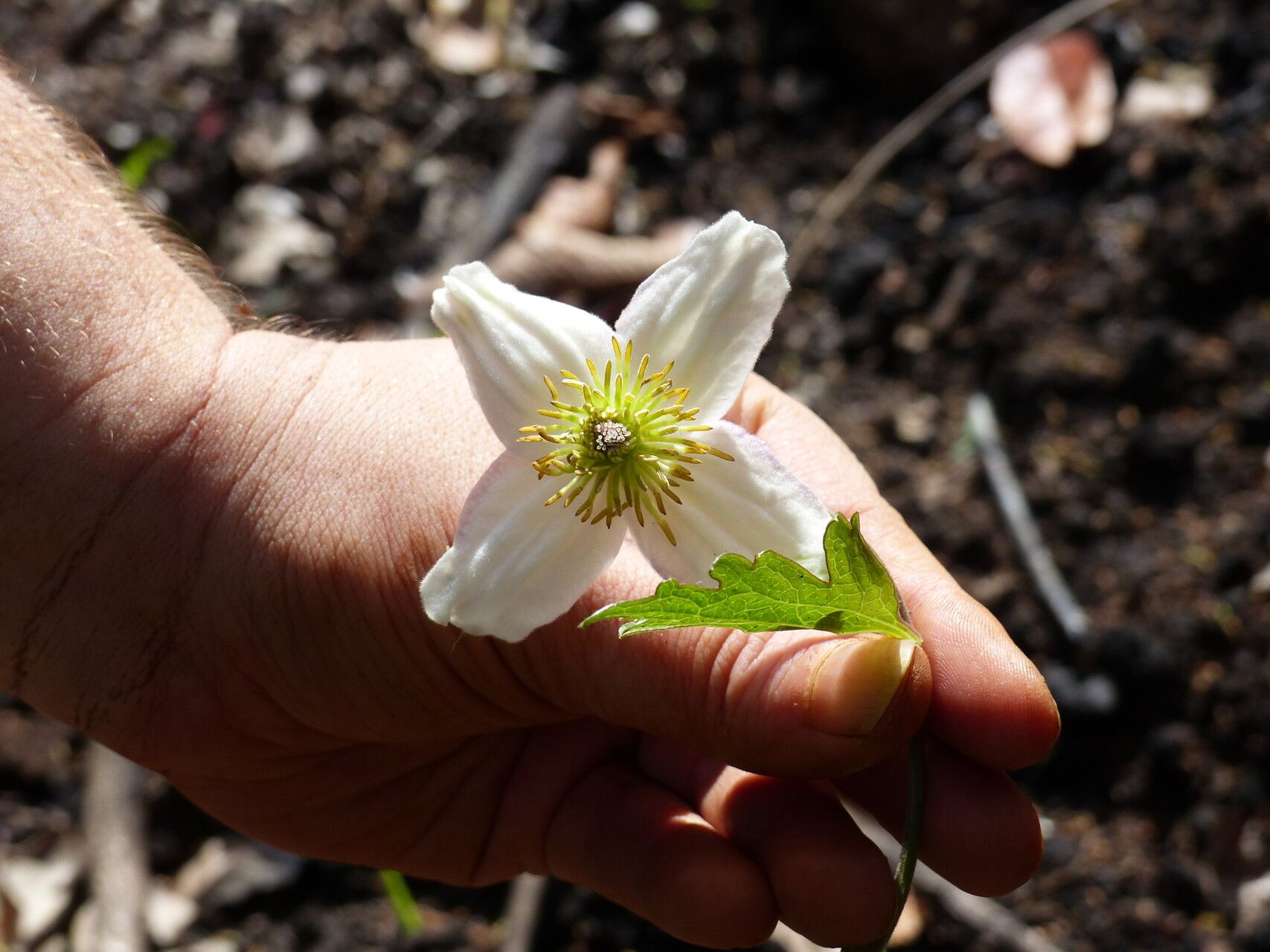 Clematis commutata flower