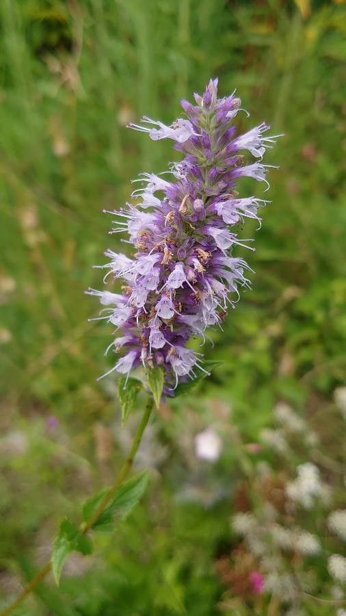 Blephilia ciliata flower
