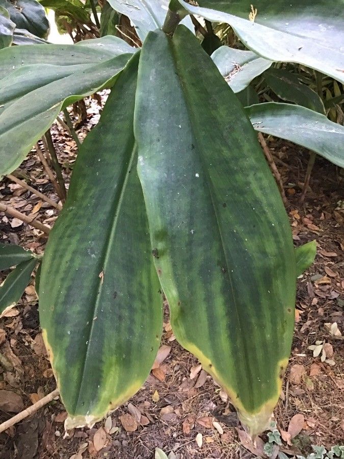 Costus spiralis leaf