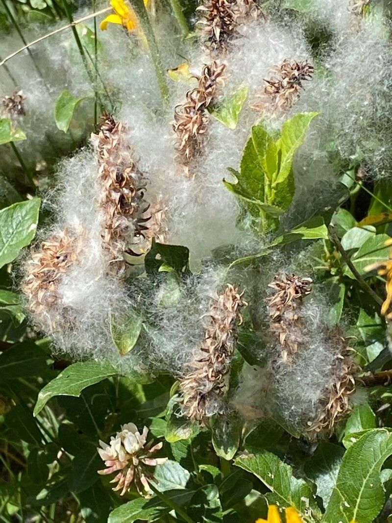 Salix breviserrata flower