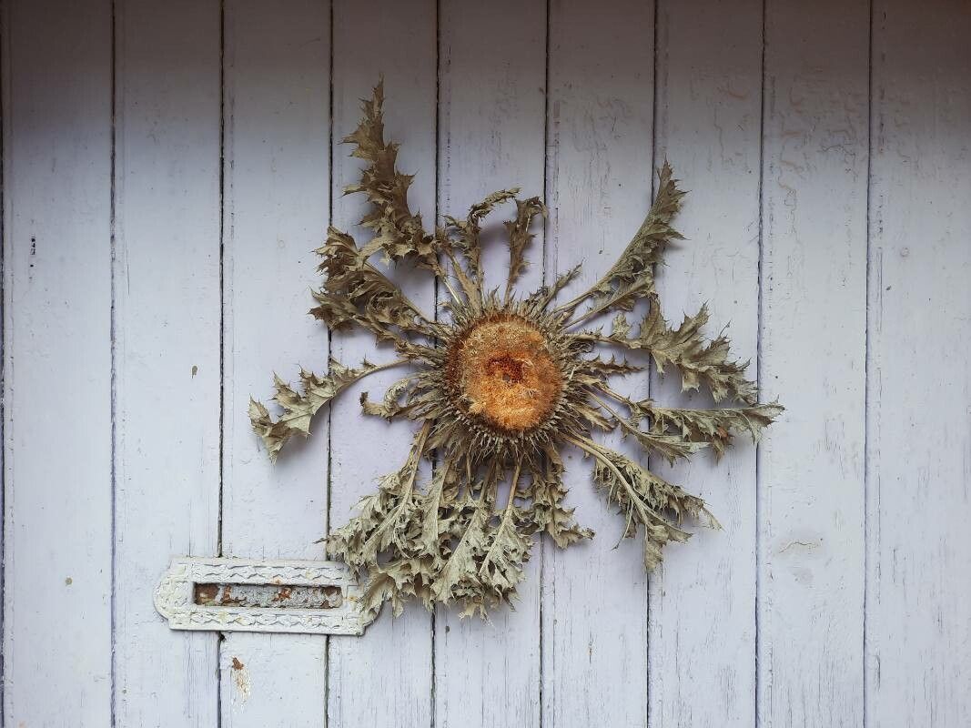 Carlina acanthifolia leaf