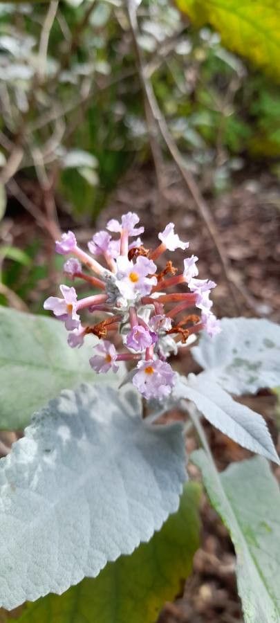Buddleja crispa flower