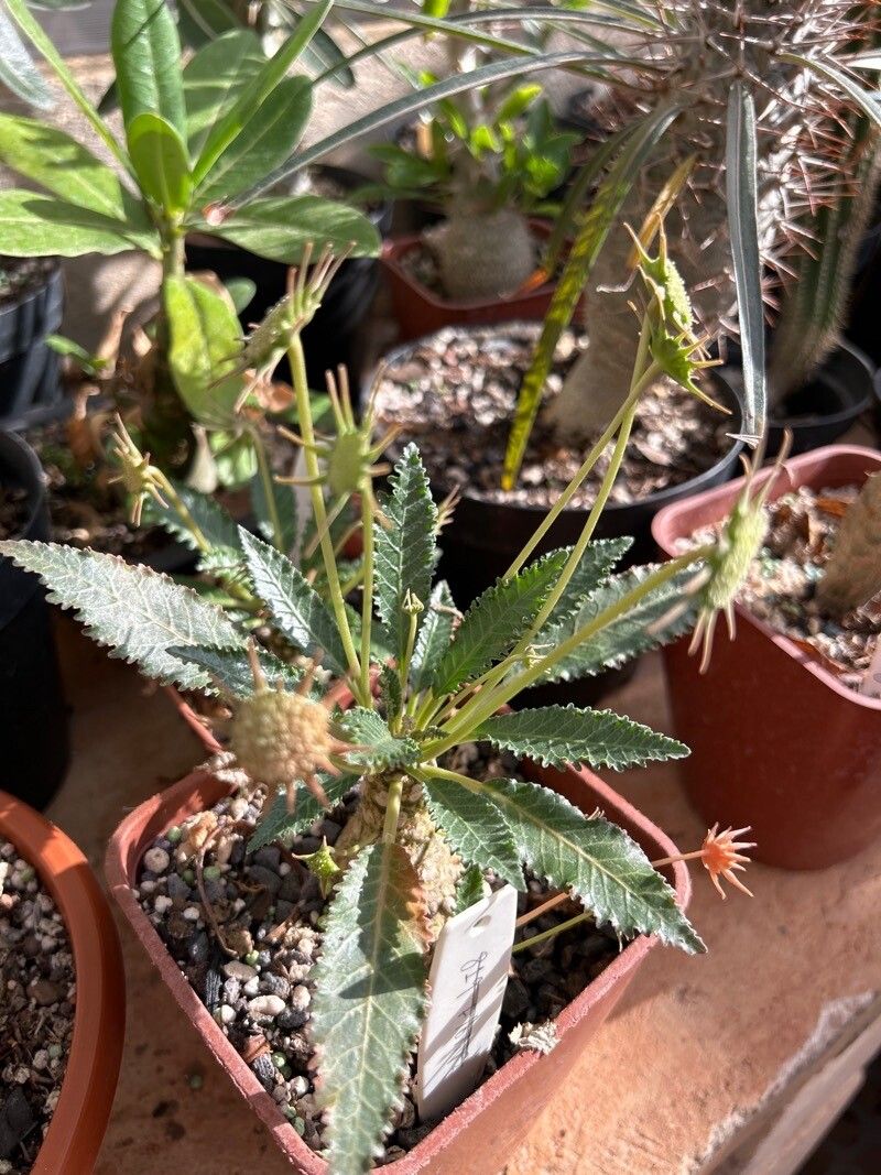 Dorstenia horwoodii flower