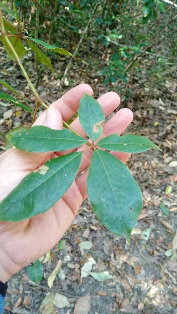 Cissus hypoglauca leaf