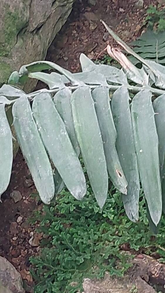 Encephalartos chimanimaniensis — houseplant care guide