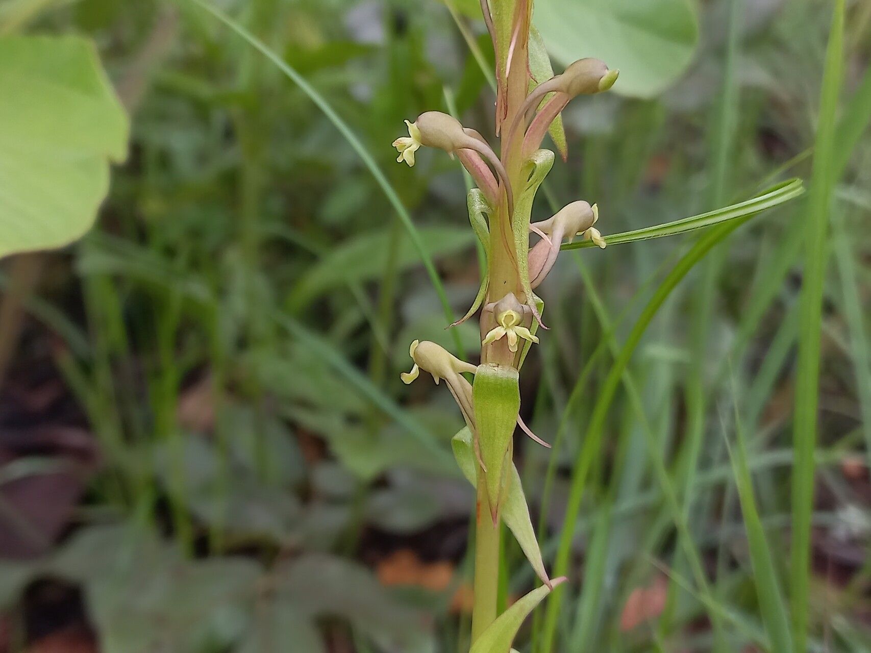 Satyrium volkensii — houseplant care guide