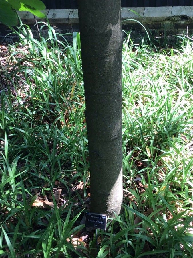 Magnolia doltsopa bark