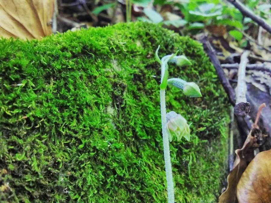 Epipactis microphylla flower
