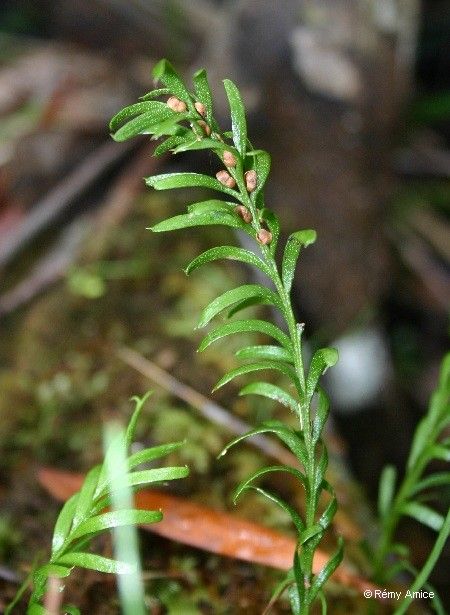 Tmesipteris vieillardii leaf
