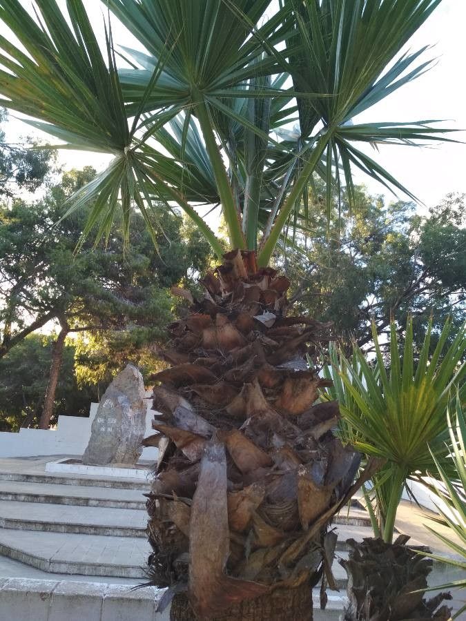Thrinax radiata habit
