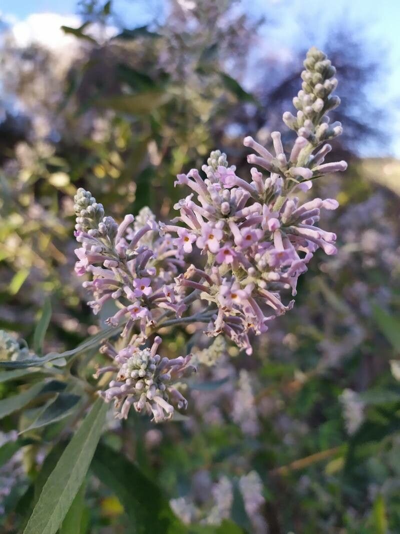 Buddleja officinalis flower