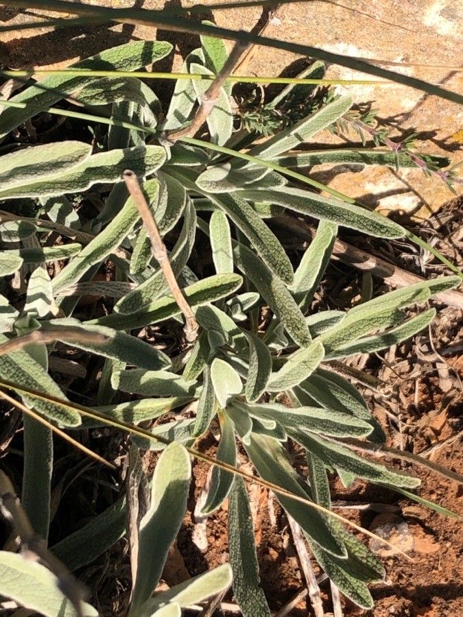 Sideritis tragoriganum — search result for 'Sideritis'