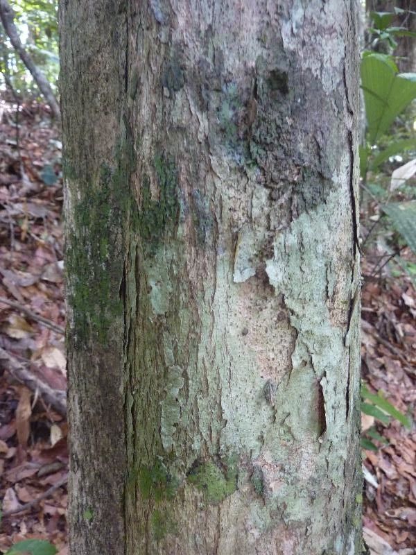 Apeiba glabra — related species from the same genus