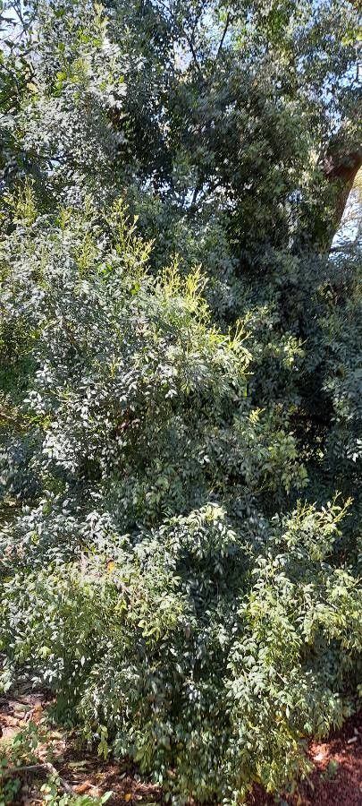 Trichilia elegans habit