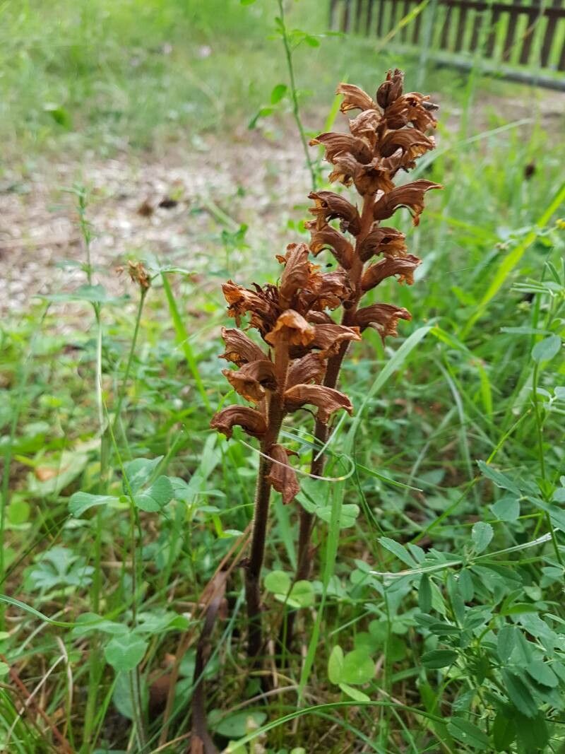 Orobanche lutea fruit