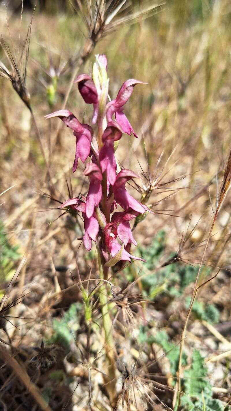 Anacamptis sancta flower
