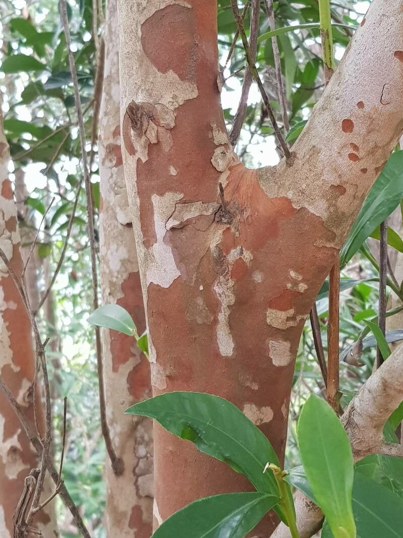 Polyspora axillaris bark
