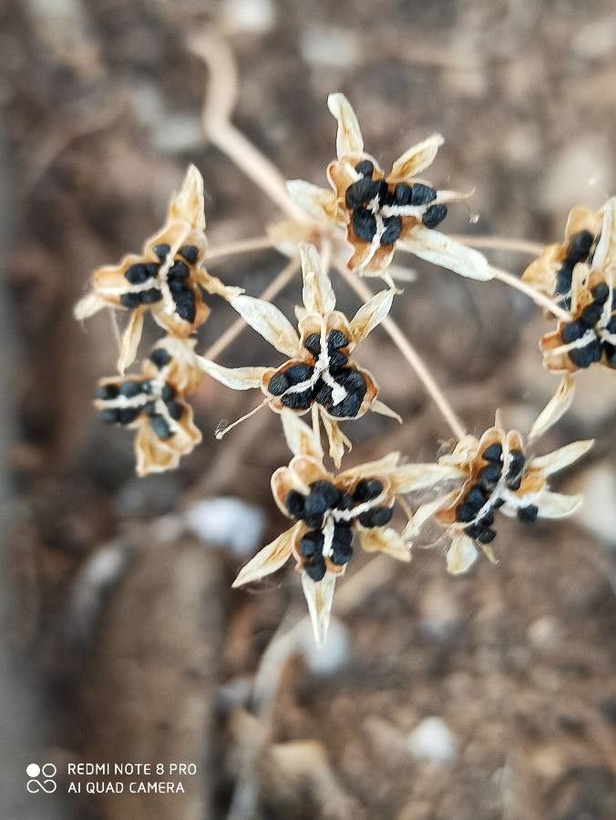 Nothoscordum bivalve fruit