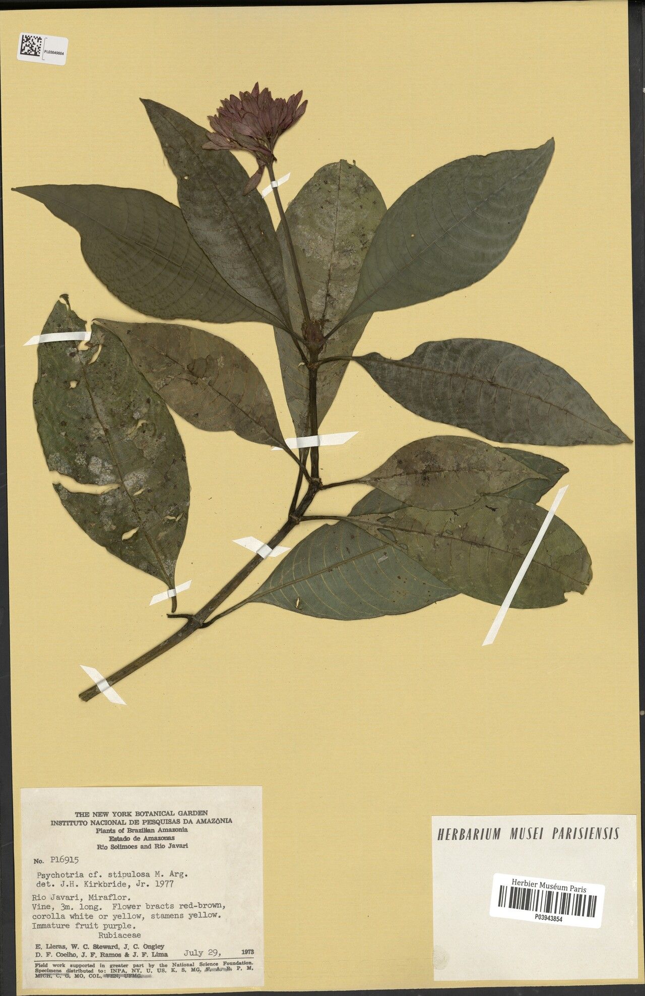 Palicourea stipulosa — houseplant care guide