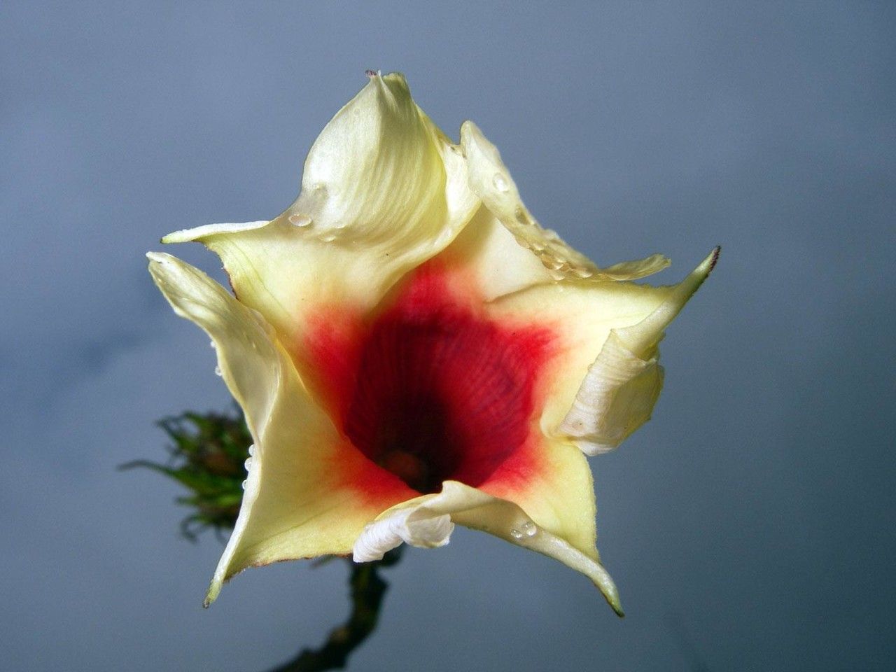 Mandevilla villosa — houseplant care guide