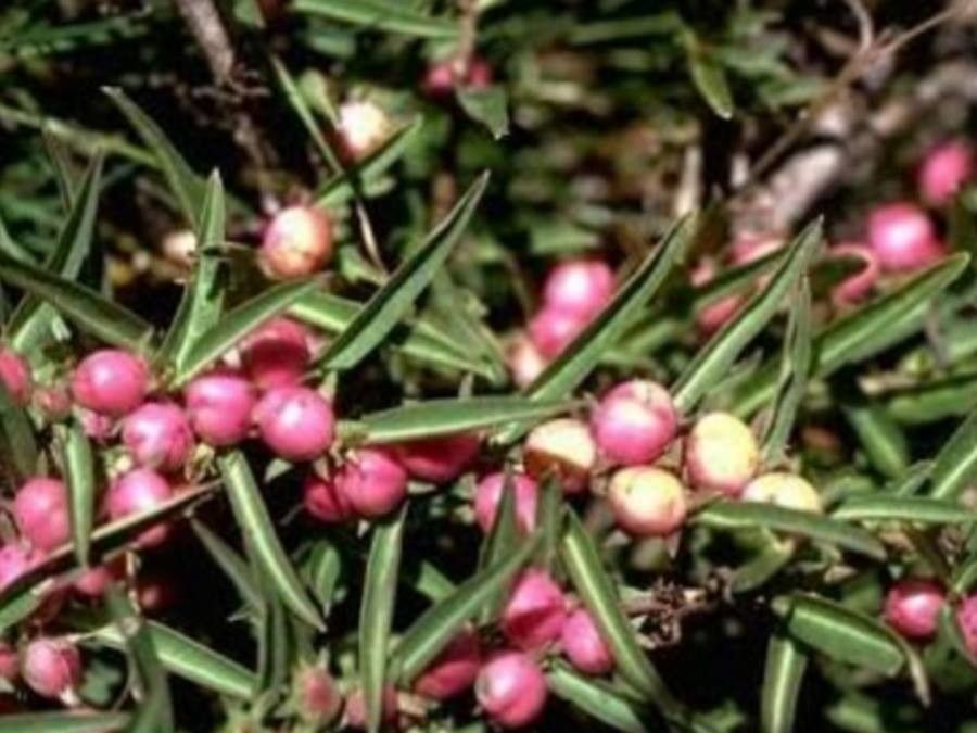 Eremophila debilis fruit