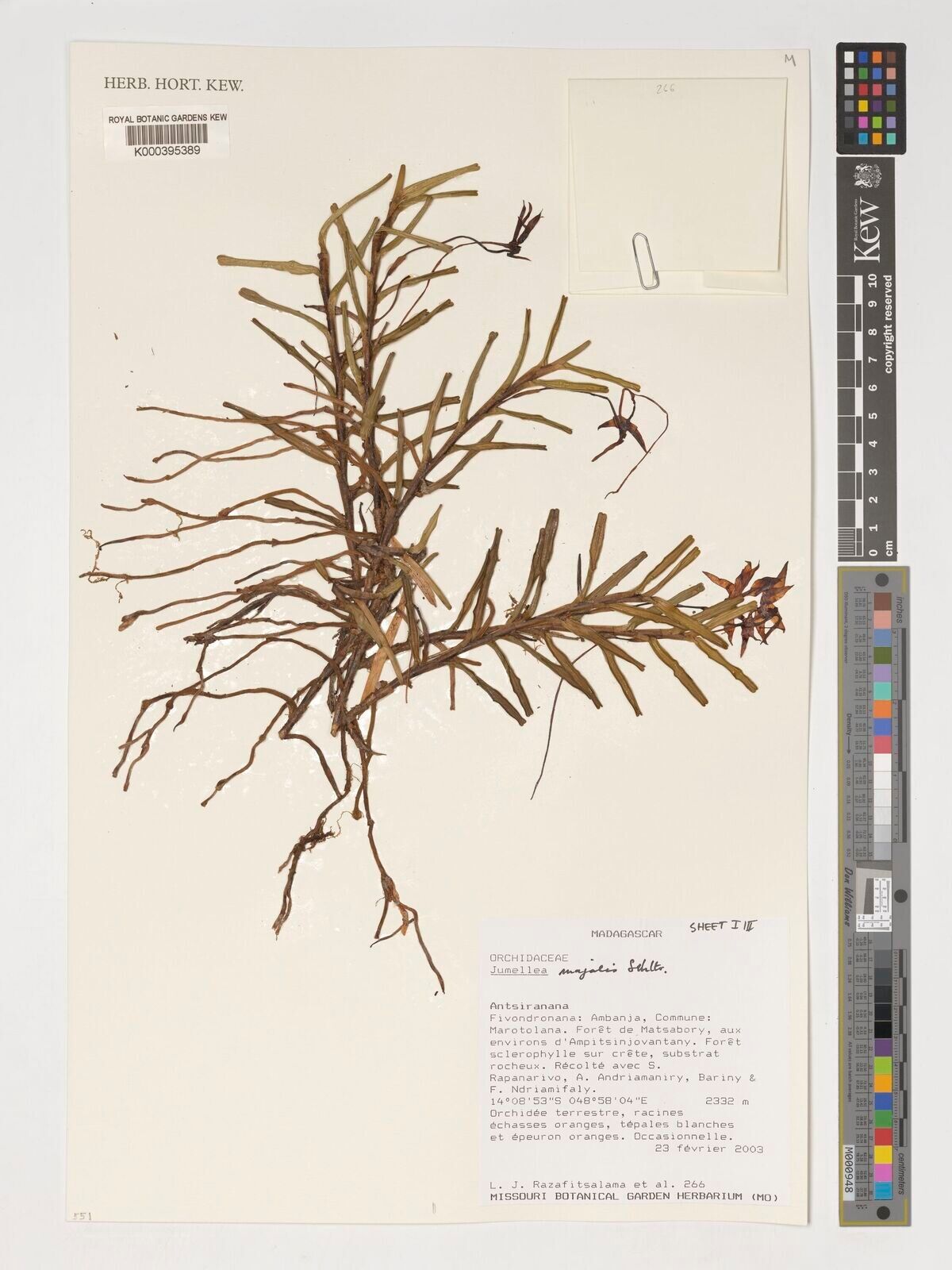 Jumellea majalis — houseplant care guide