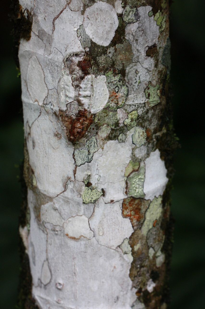 Cecropia obtusifolia bark