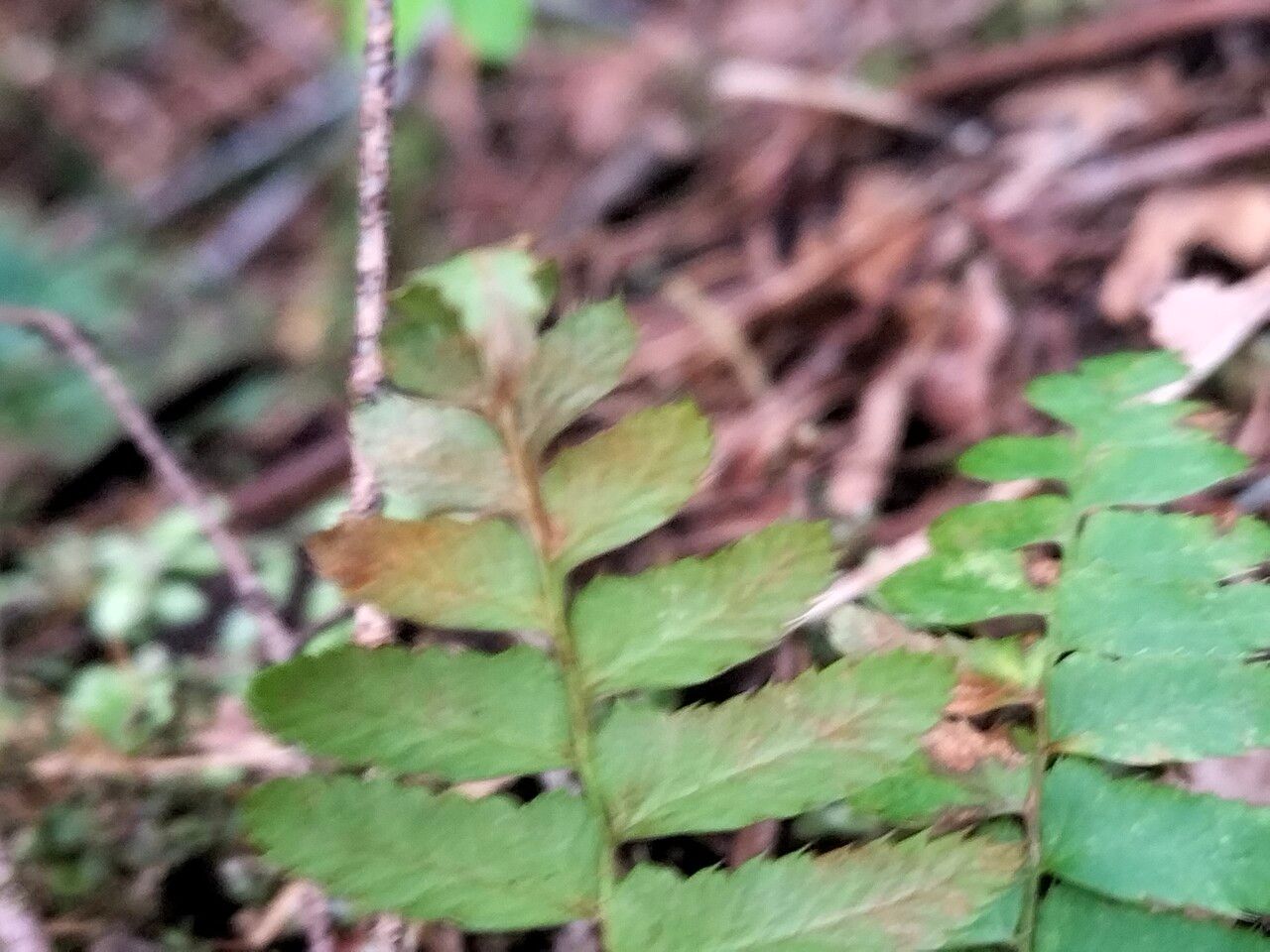 Polystichum imbricans — search result for 'Polystichum'