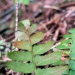 Polystichum imbricans