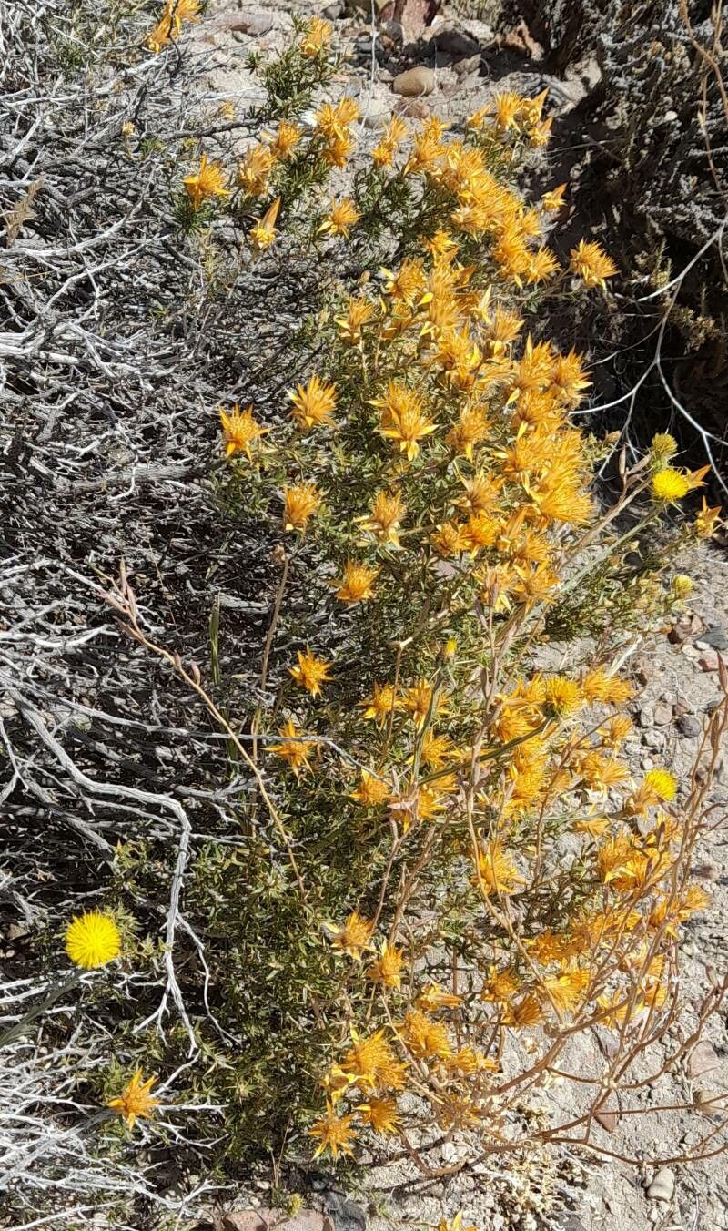 Chuquiraga oppositifolia habit