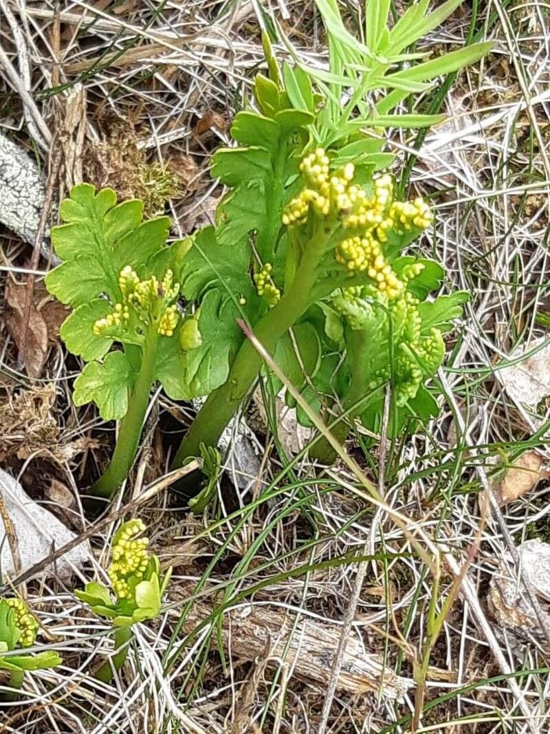 Botrychium lanceolatum flower