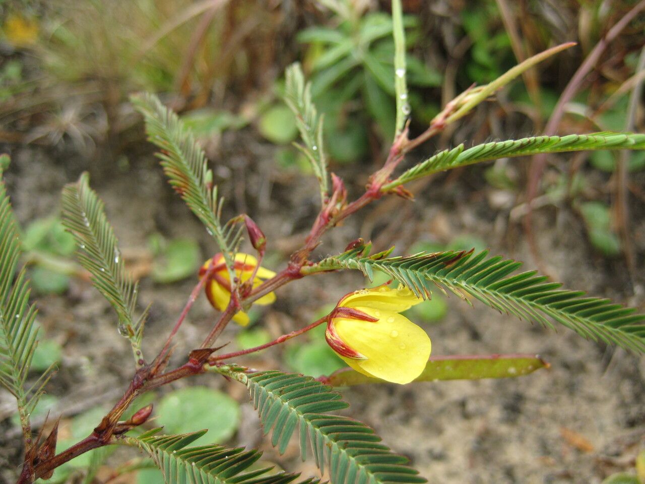Chamaecrista flexuosa flower