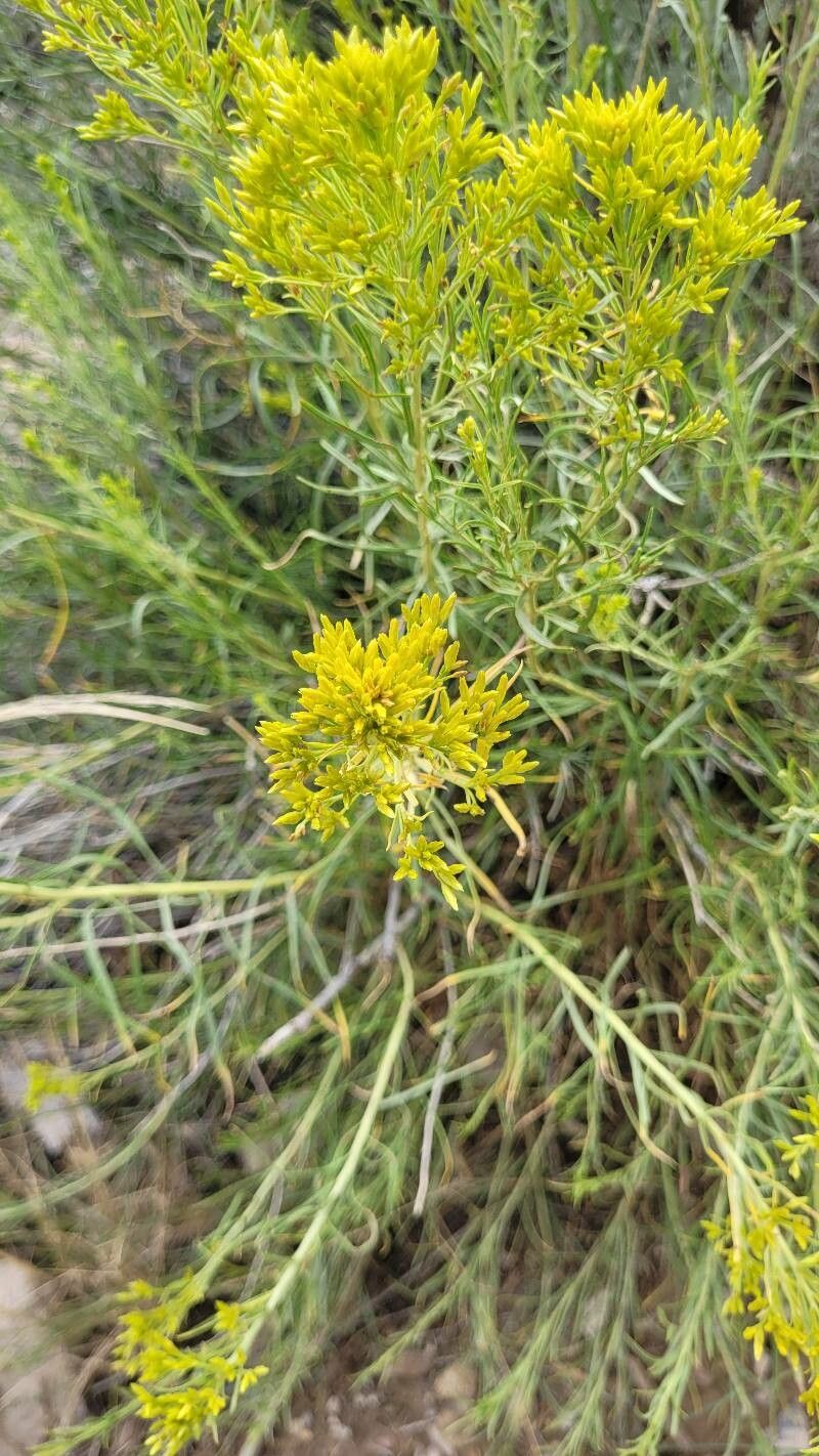Chrysothamnus viscidiflorus — difficulty easy houseplant
