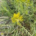 Chrysothamnus viscidiflorus