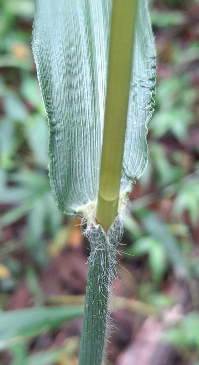 Paspalum paniculatum — search result for 'Paspalum'