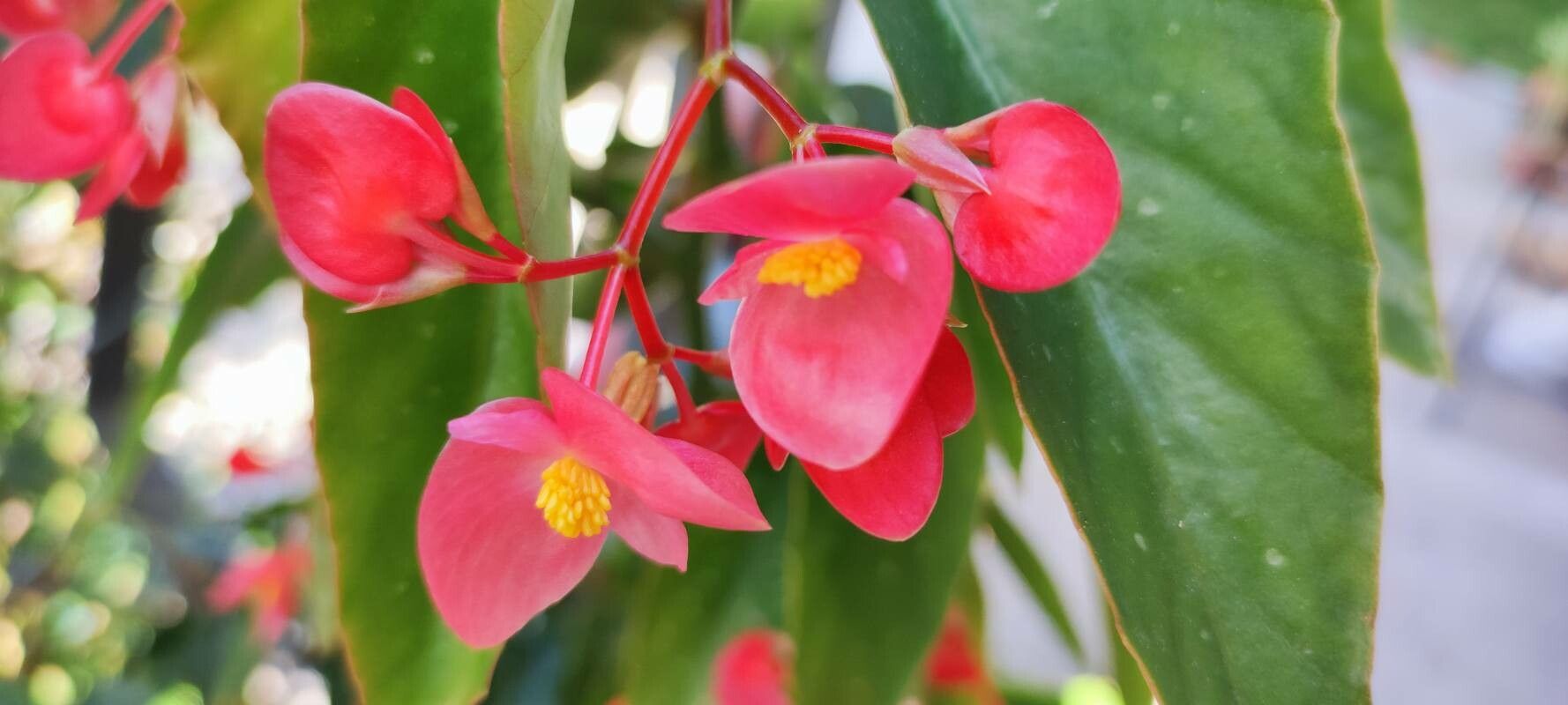 Begonia fuchsioides flower