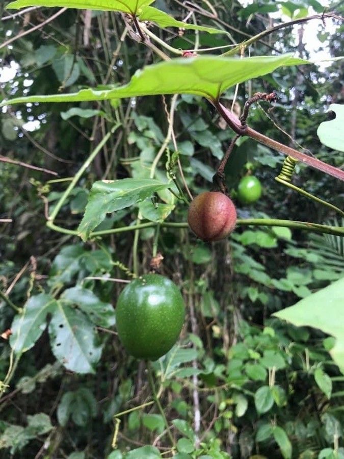 Passiflora rubra — search result for 'Peru to Bolivia'