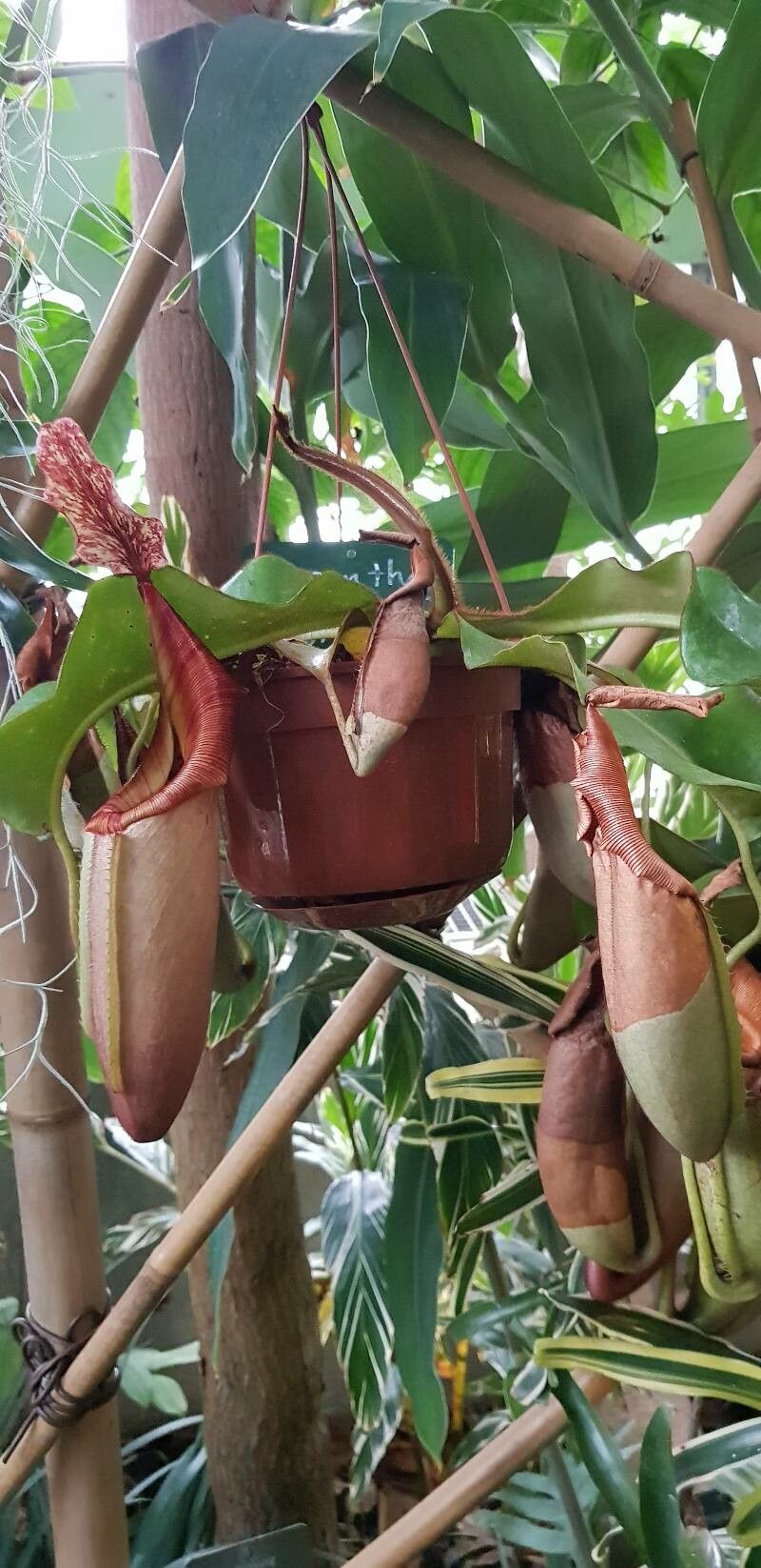 Nepenthes veitchii habit